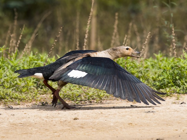 Adult - Orinoco Goose - 