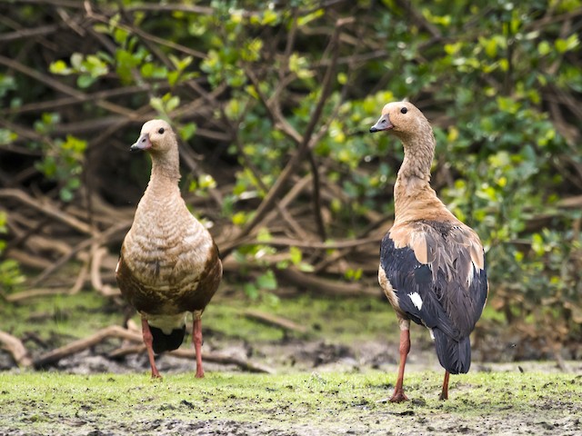 Adult - Orinoco Goose - 