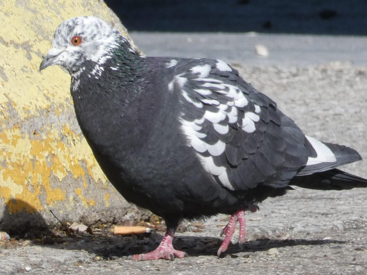 Rock Pigeon (Feral Pigeon) - Michelle Zhitomirsky