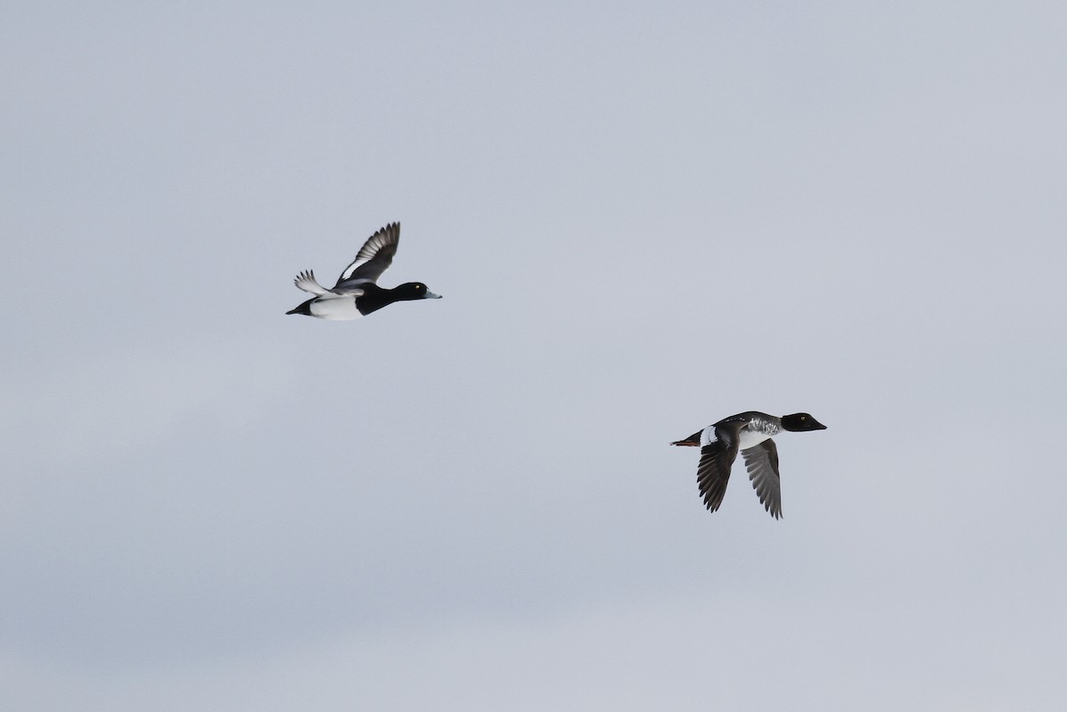 Greater Scaup - ML146043101