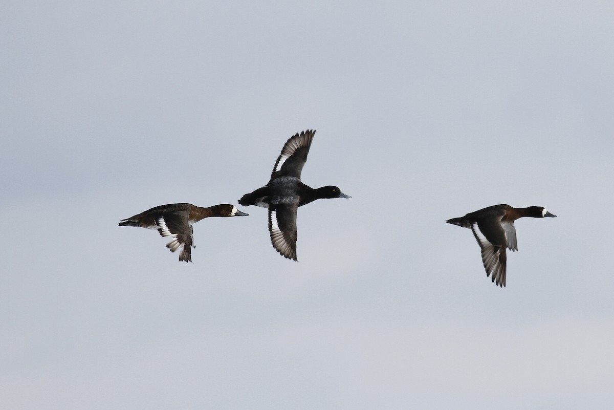 Greater Scaup - ML146043111