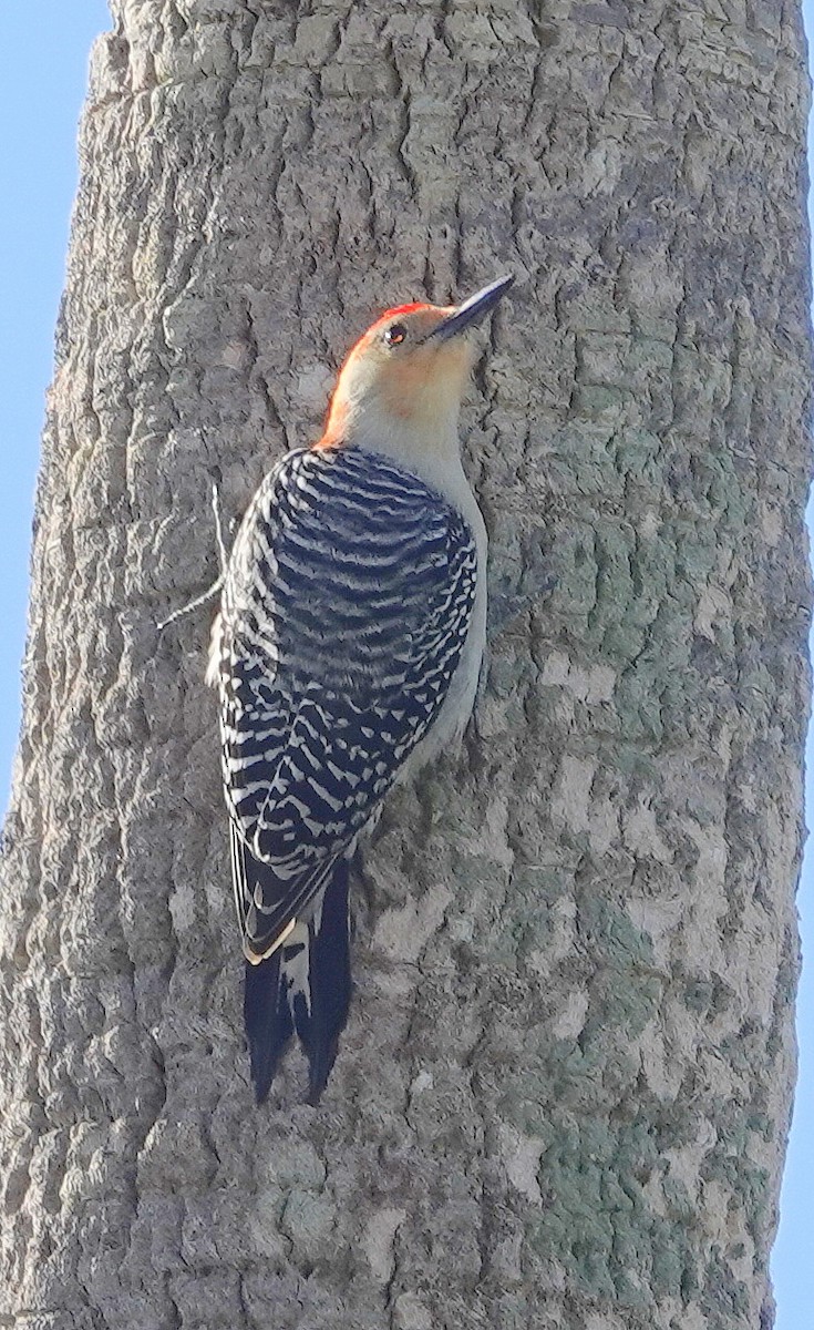 Red-bellied Woodpecker - ML146043901