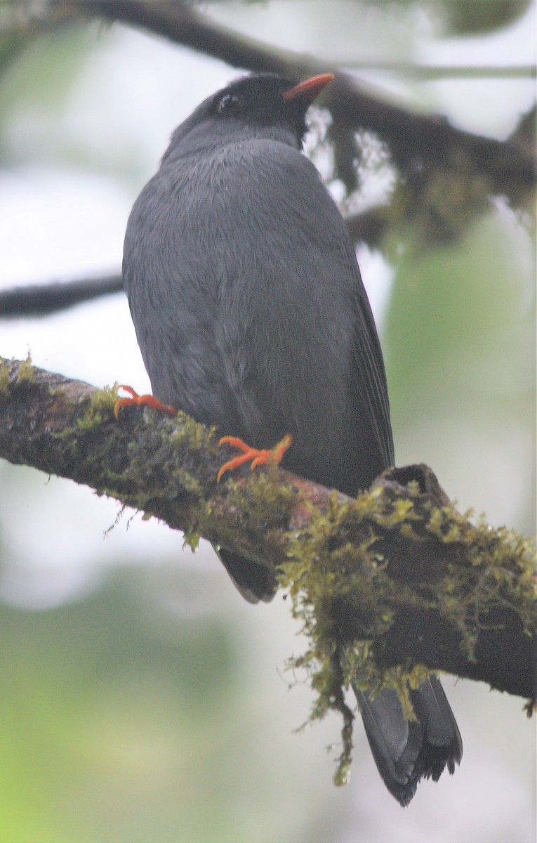Black-faced Solitaire - Danny Bouchard