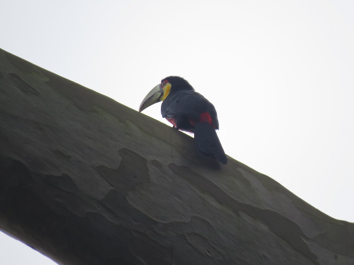Red-breasted Toucan - Leticia Zimback