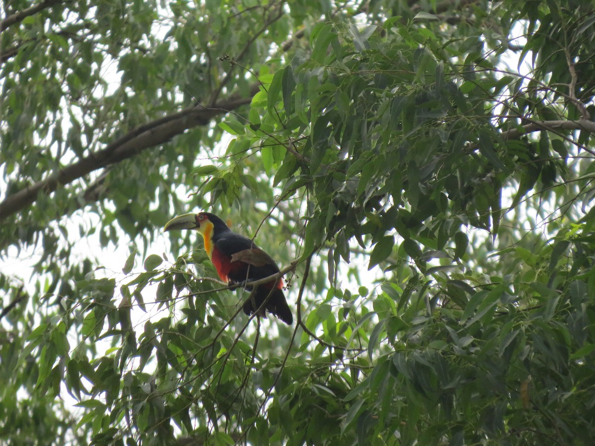 Red-breasted Toucan - ML146046481