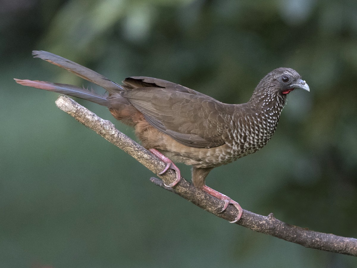 Speckled Chachalaca - Ortalis guttata - Birds of the World