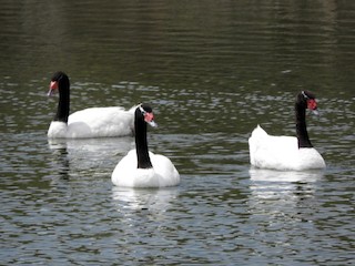 Black-necked Swan, ML146052211