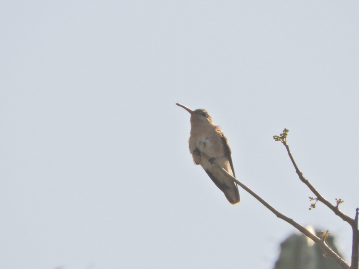 kolibřík rusoprsý - ML146053331