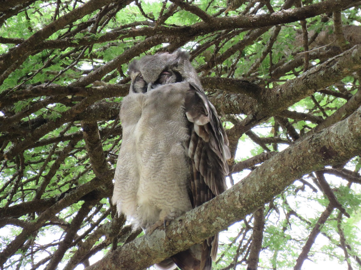 Verreaux's Eagle-Owl - Chuck Jones