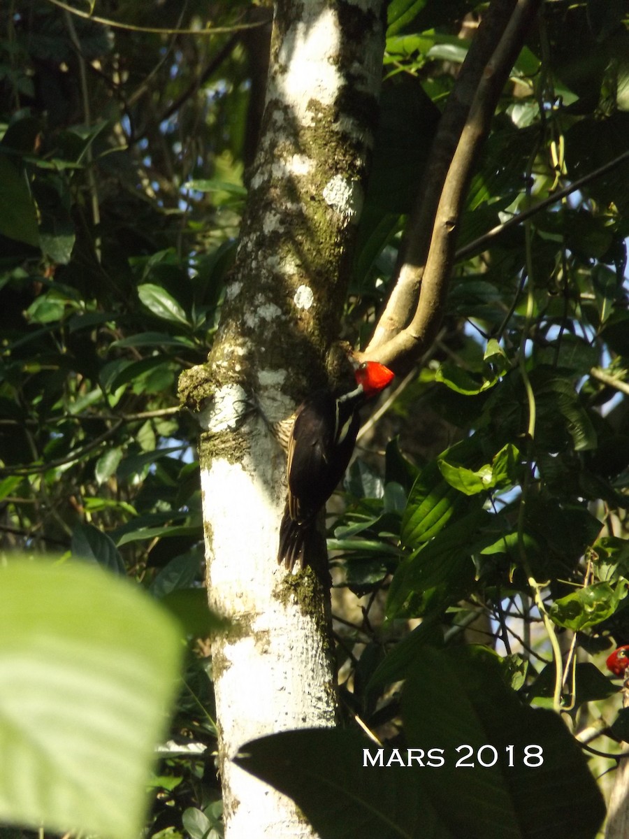 Pale-billed Woodpecker - Miguel Angel Rodriguez Salazar