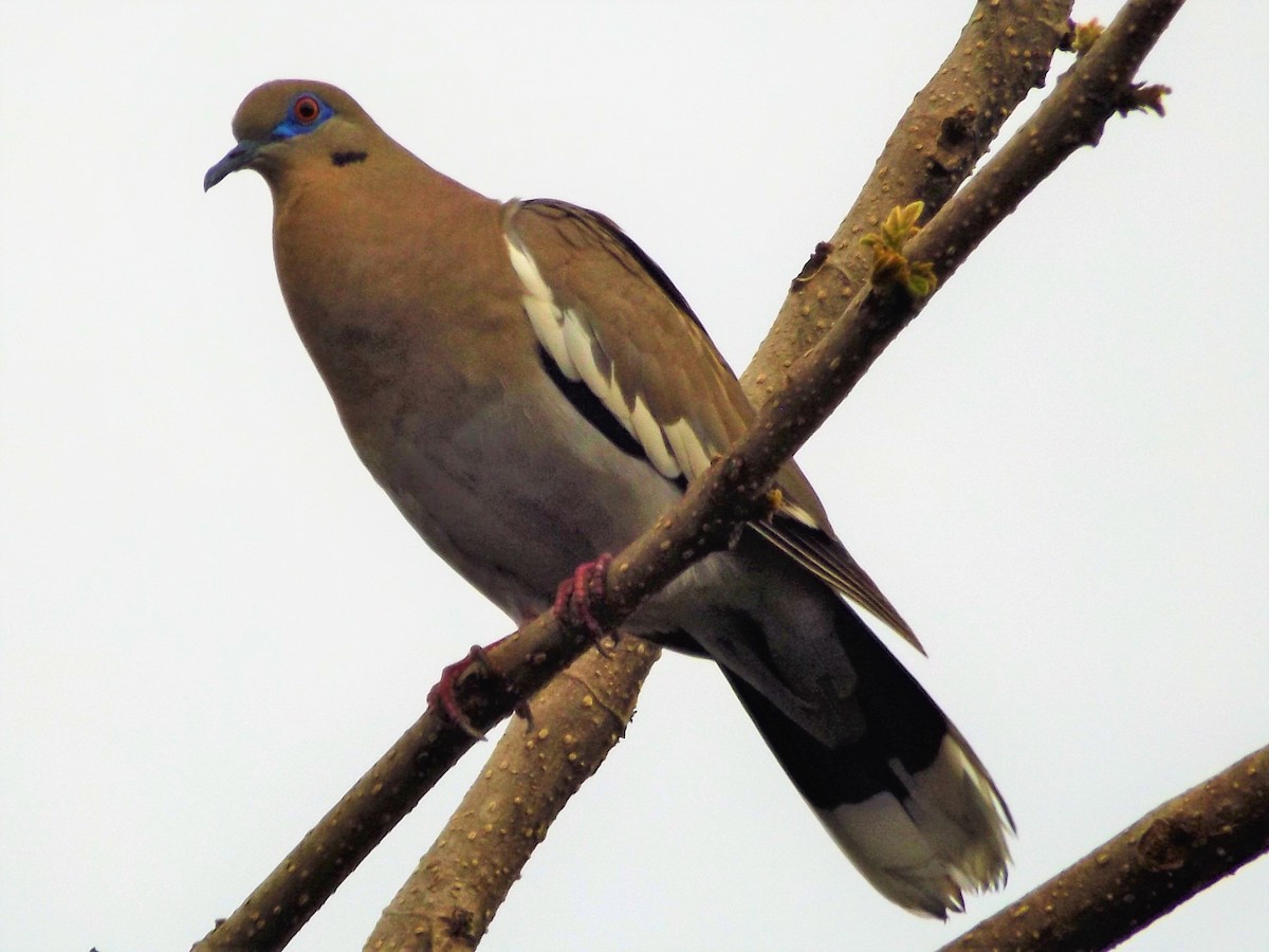 White-winged Dove - Miguel Angel Rodriguez Salazar