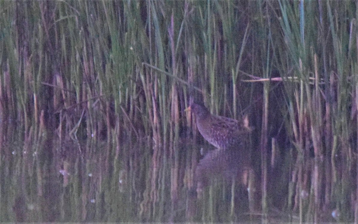 Spotted Crake - ML146059401