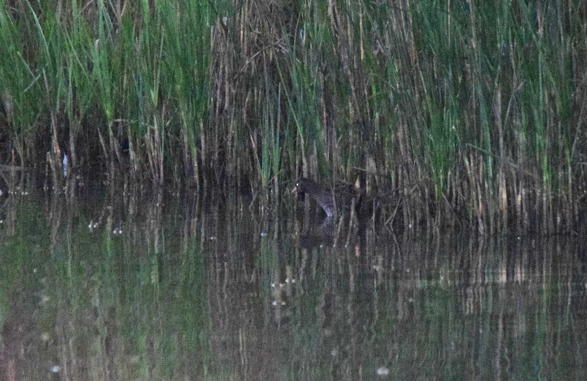 Spotted Crake - ML146060281