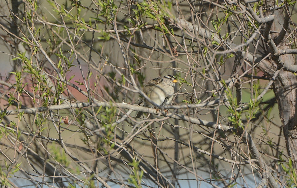 White-crowned Sparrow - ML146061151