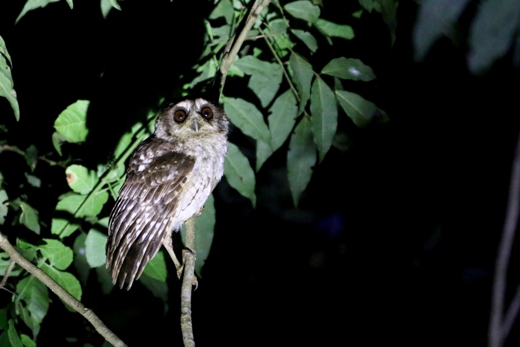 Bare-legged Owl - Maurice Raymond