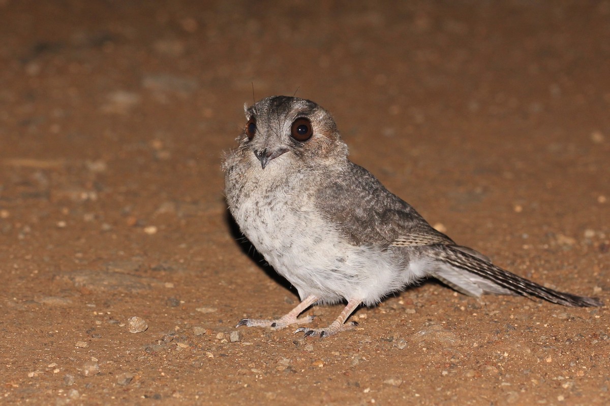 Australian Owlet-nightjar - Chris Wiley