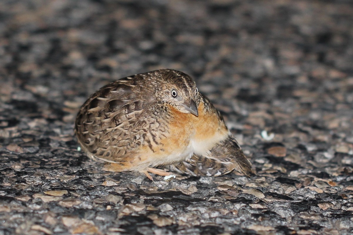 Red-chested Buttonquail - ML146062991
