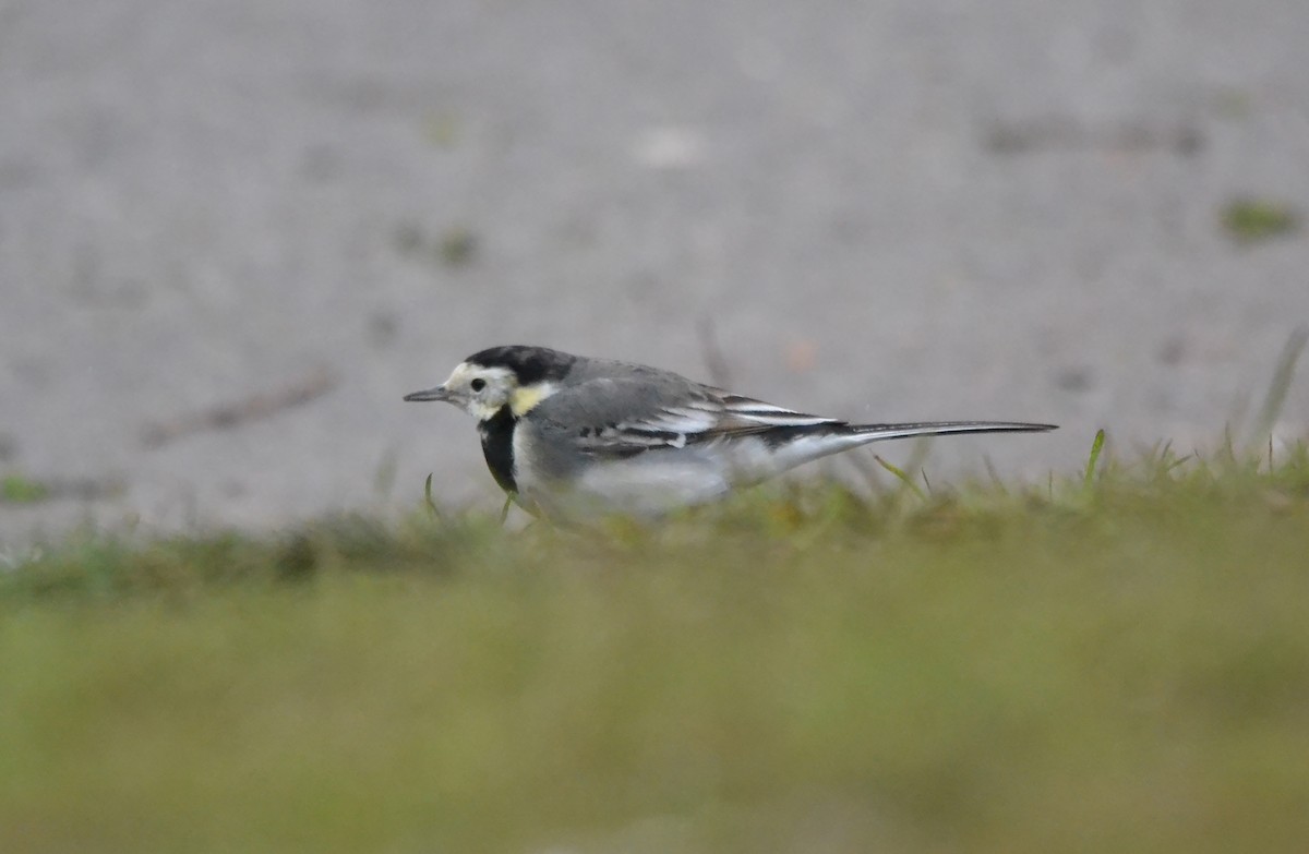 White Wagtail (British) - A Emmerson