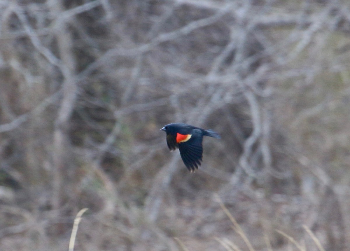 Red-winged Blackbird - Theo Staengl