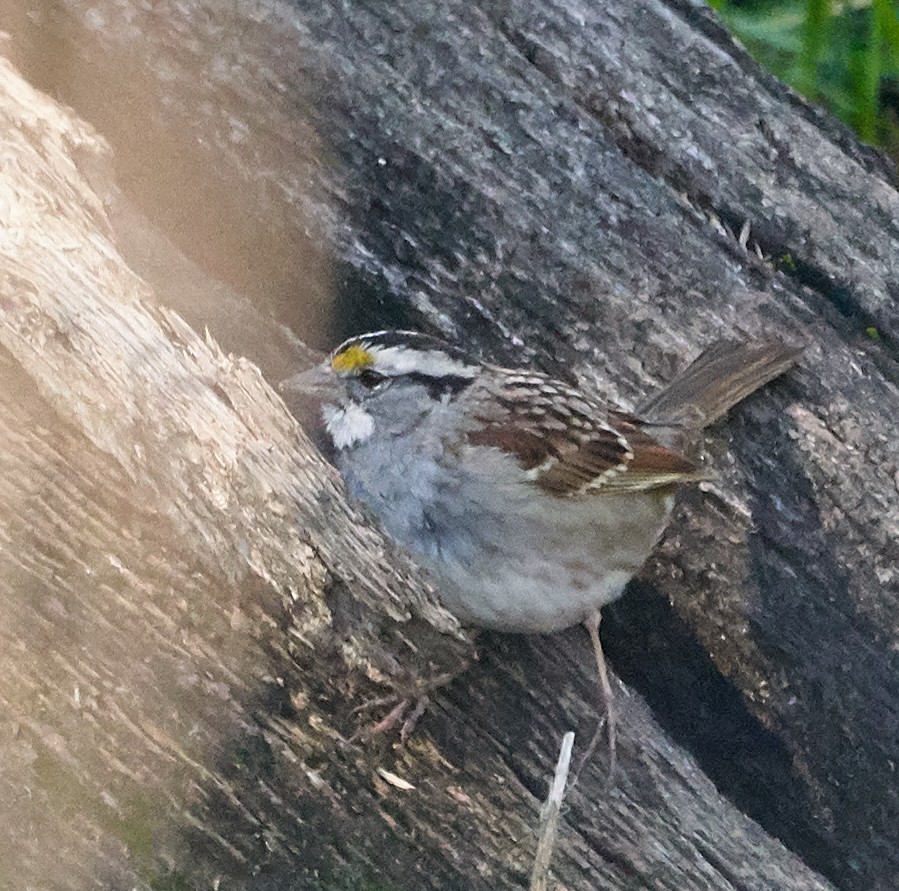White-throated Sparrow - Brooke Miller