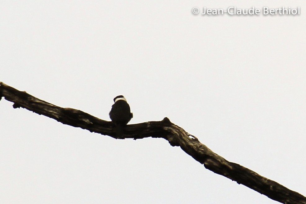 White-necked Puffbird - Christophe Gouraud