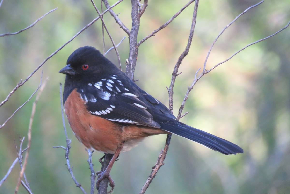 Spotted Towhee - ML146074721