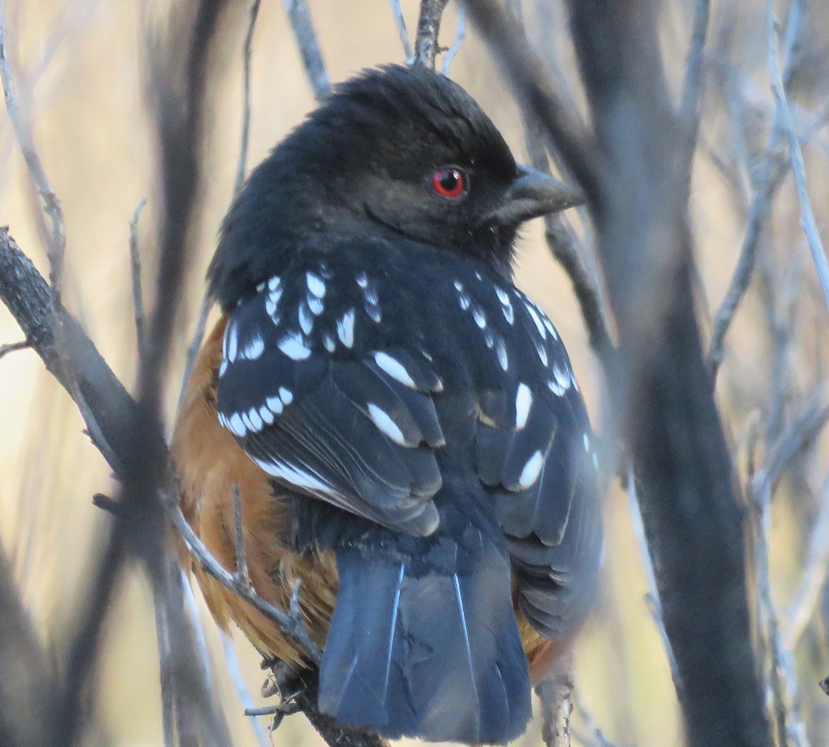 Spotted Towhee - ML146074731