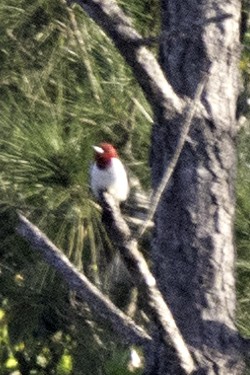 Red-headed Woodpecker - Richard Schofield