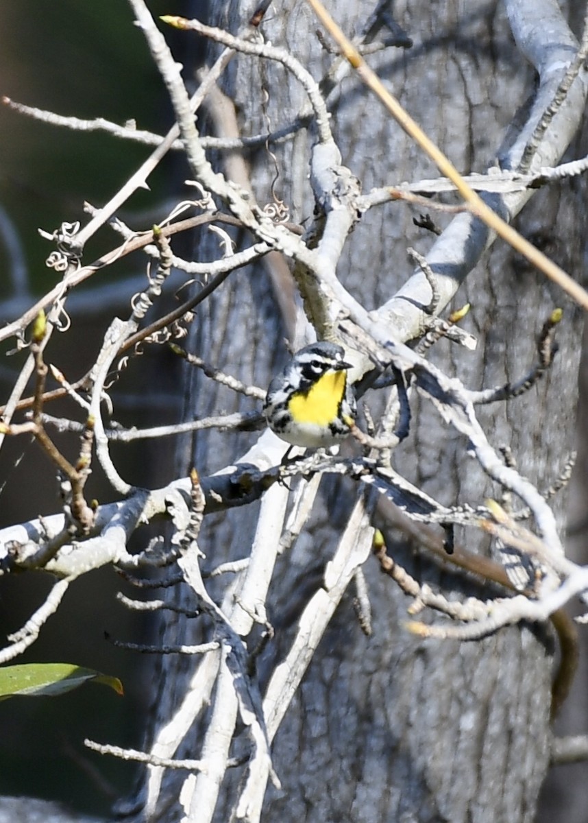 Yellow-throated Warbler - ML146085361