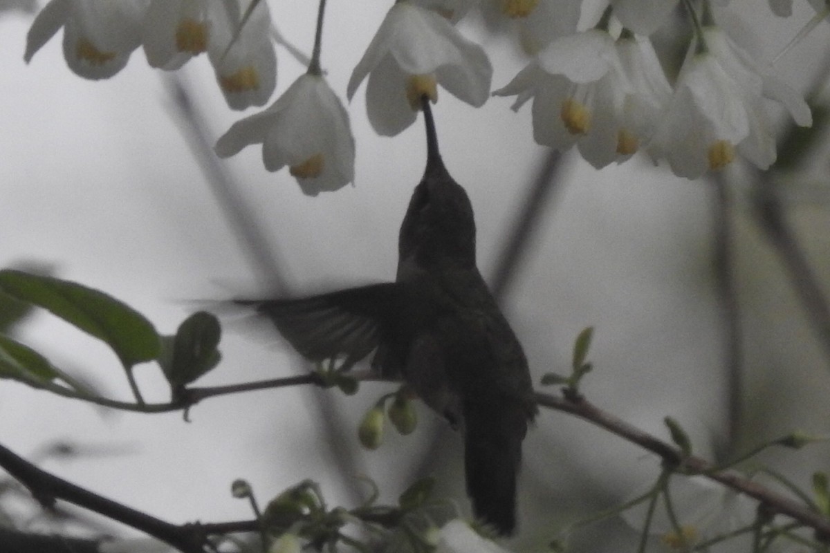 Black-chinned Hummingbird - Malise Prieto