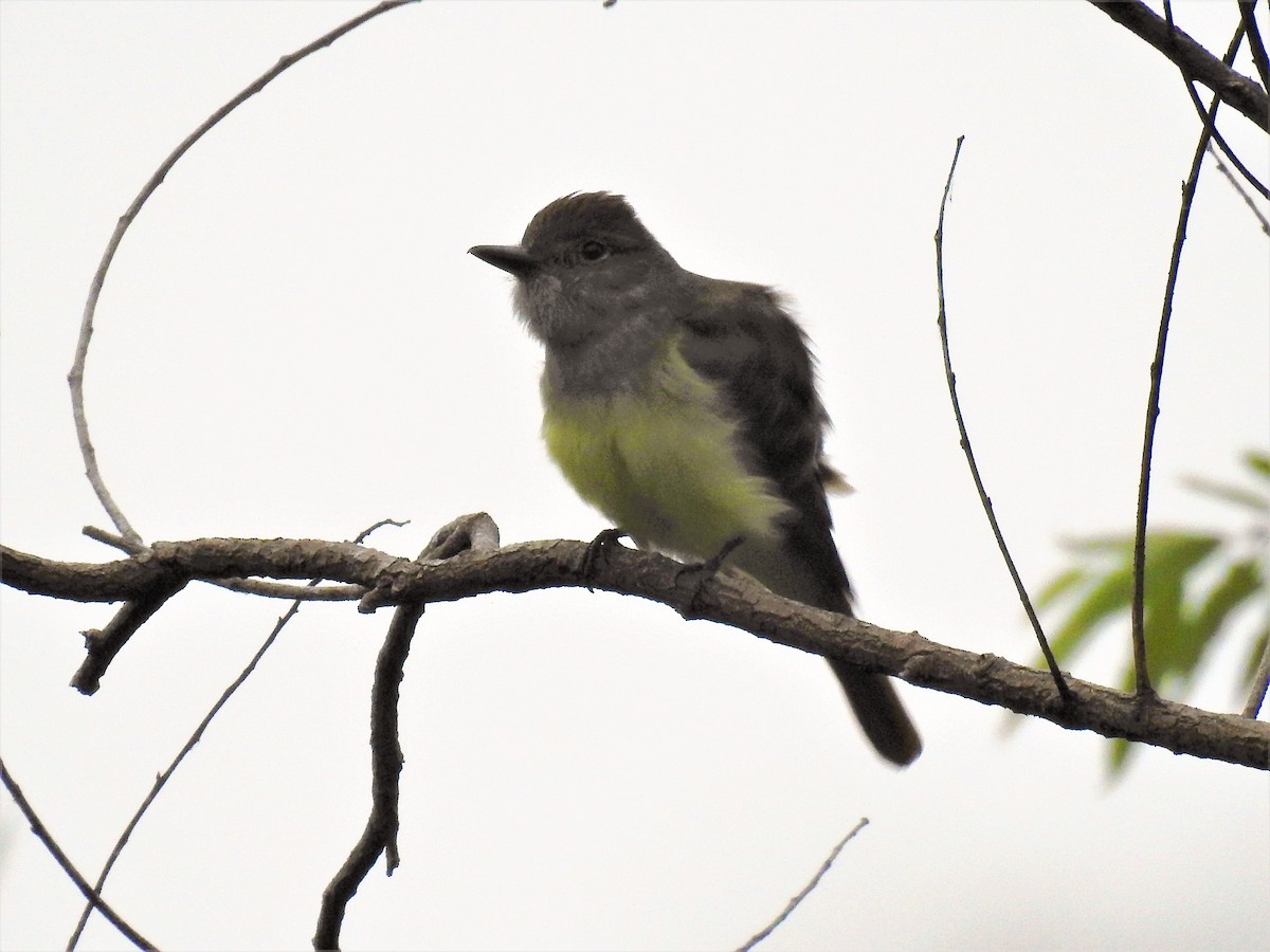 Great Crested Flycatcher - Sharon Wilcox