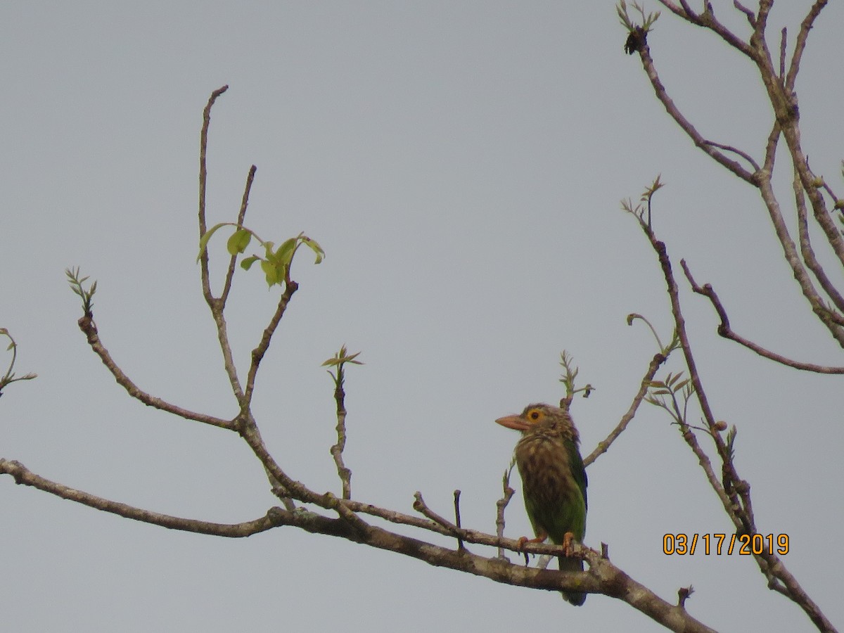 Lineated Barbet - ML146086811