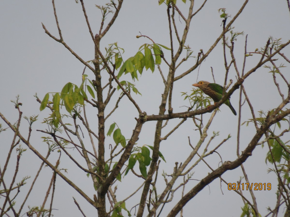 Lineated Barbet - ML146086831