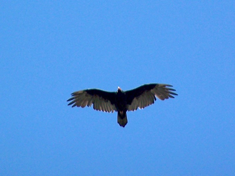 Turkey Vulture - Urs Geiser