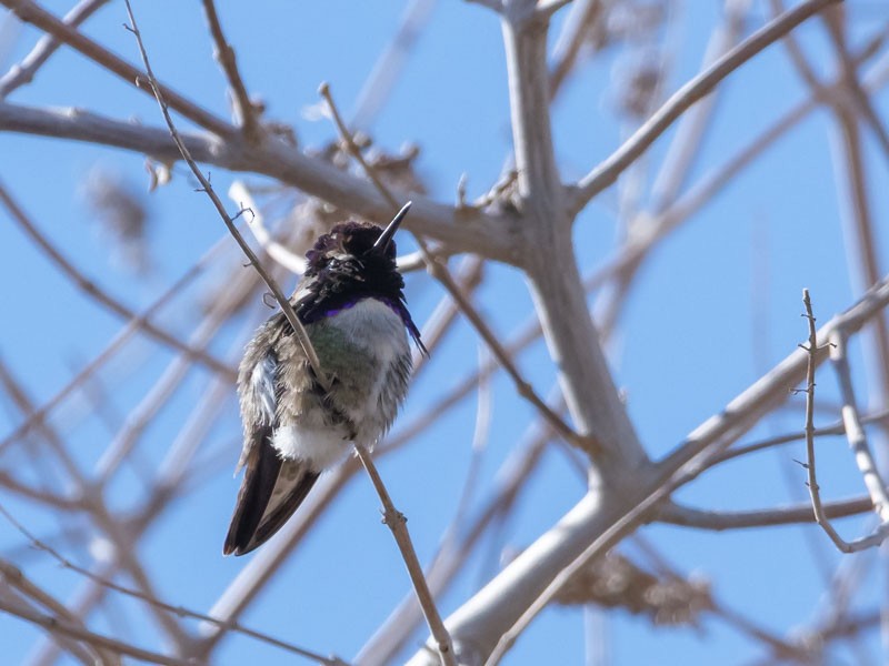 Costa's Hummingbird - ML146086971