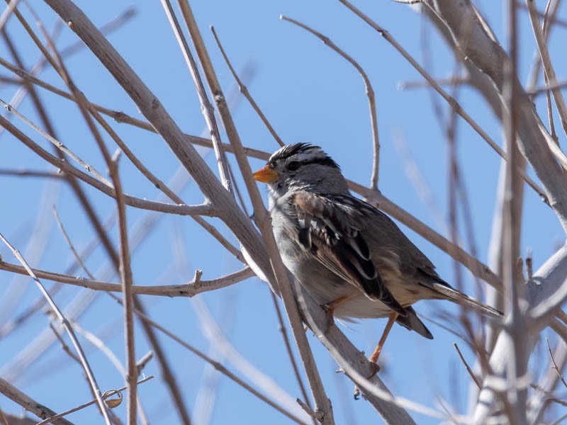 White-crowned Sparrow - ML146087151