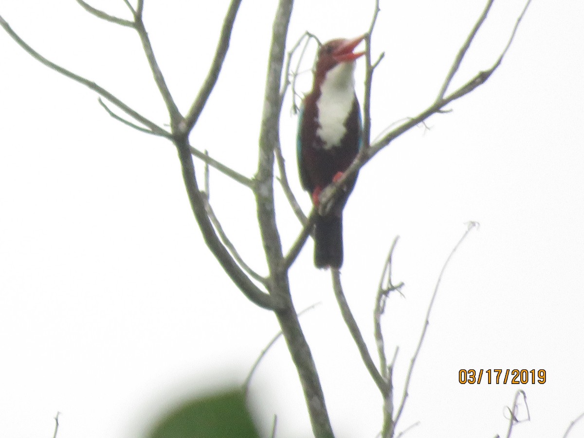 White-throated Kingfisher - ML146087441