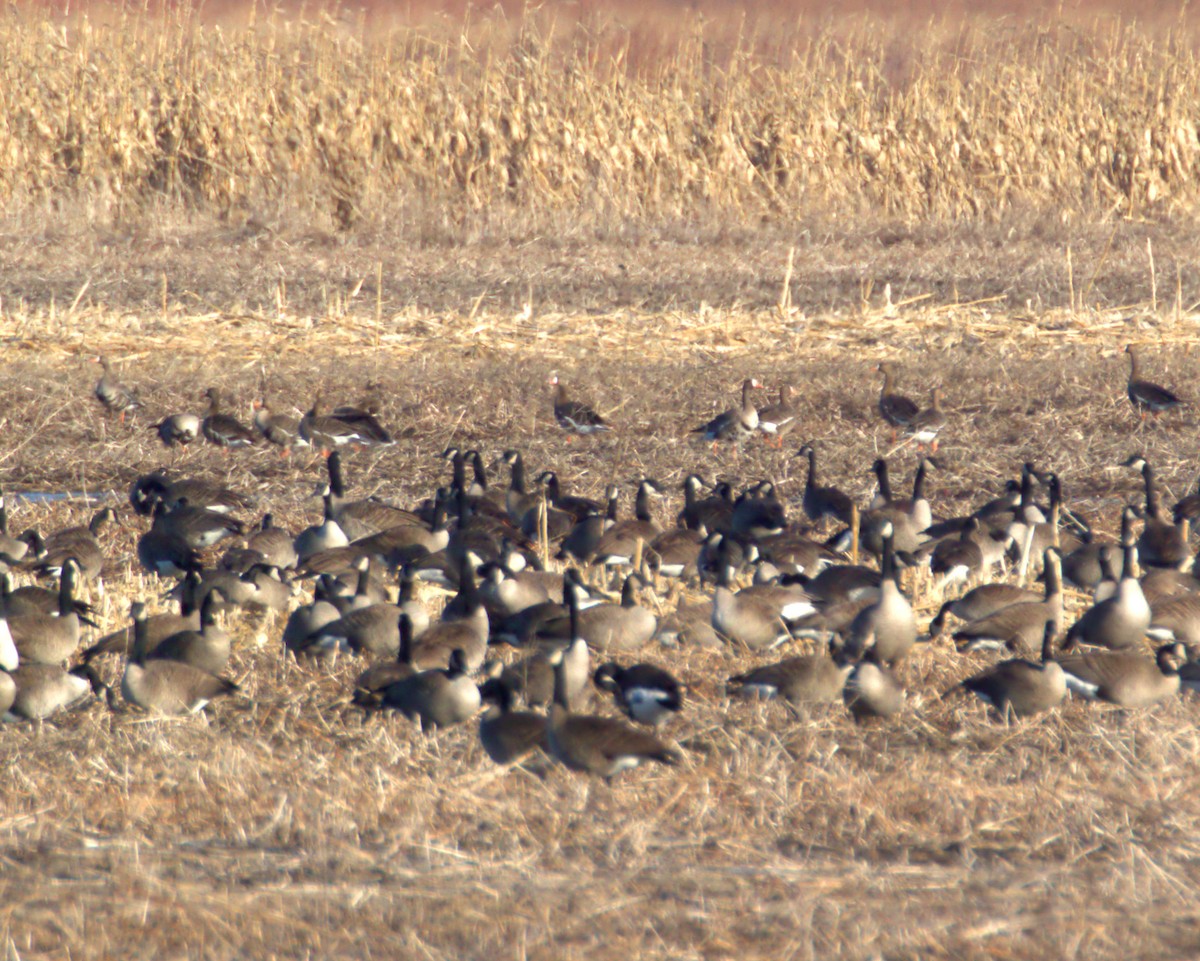 Greater White-fronted Goose - ML146087601