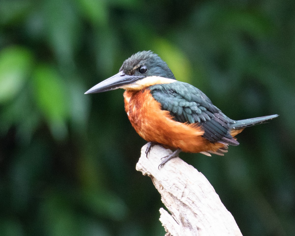 Green-and-rufous Kingfisher - Dixie Sommers