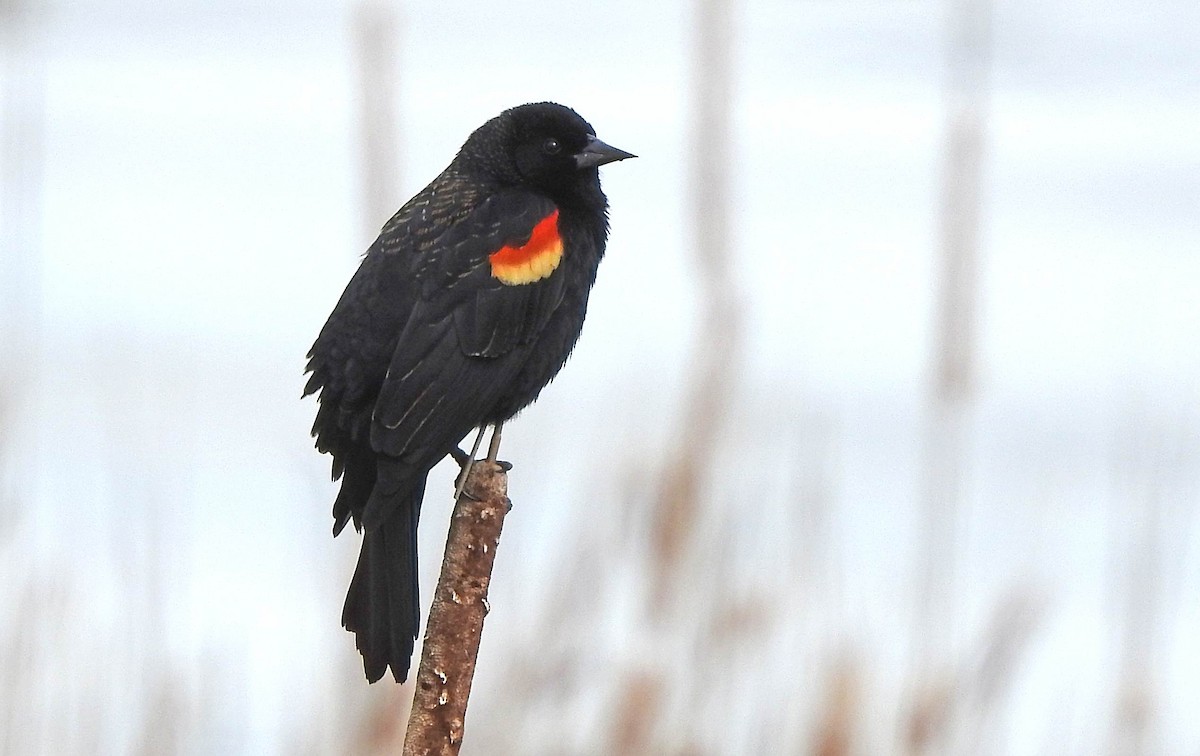 Red-winged Blackbird - Jean Iron
