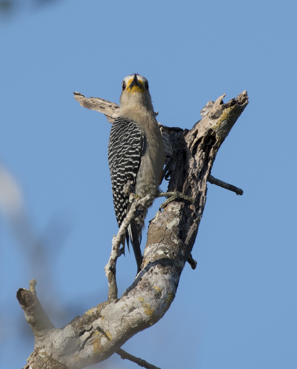 Yucatan Woodpecker - Apolinar Basora