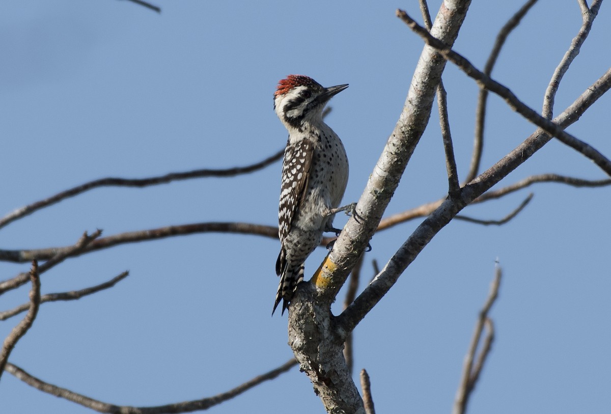 Ladder-backed Woodpecker - Apolinar Basora