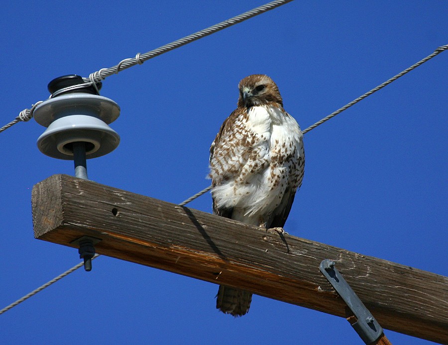 Red-tailed Hawk - Jonathan Dowell