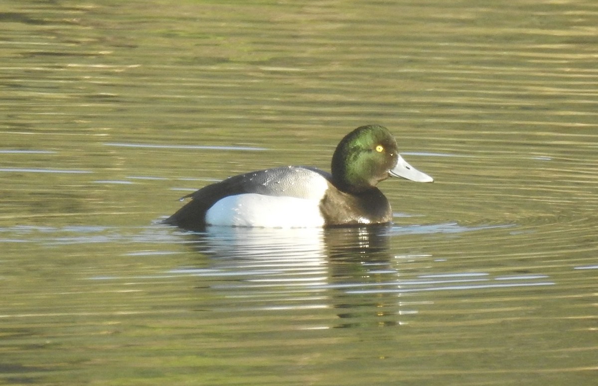 Greater Scaup - ML146092461