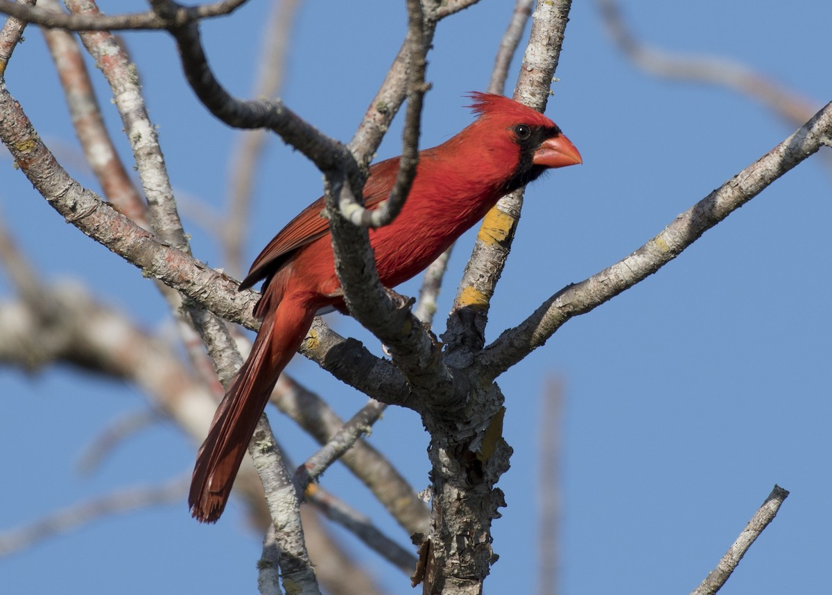 Northern Cardinal - Apolinar Basora