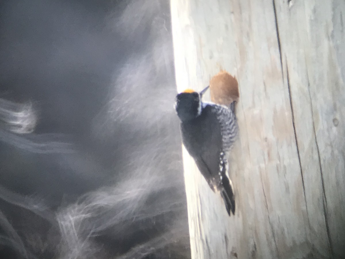 Black-backed Woodpecker - David Pryor