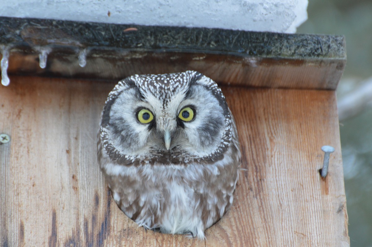 Boreal Owl - Robin Collman