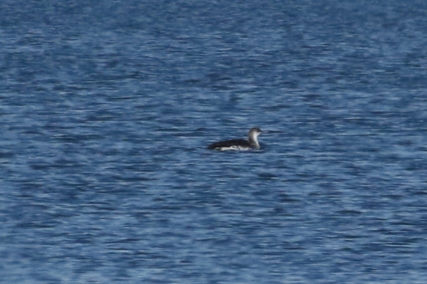Red-throated Loon - ML146100931