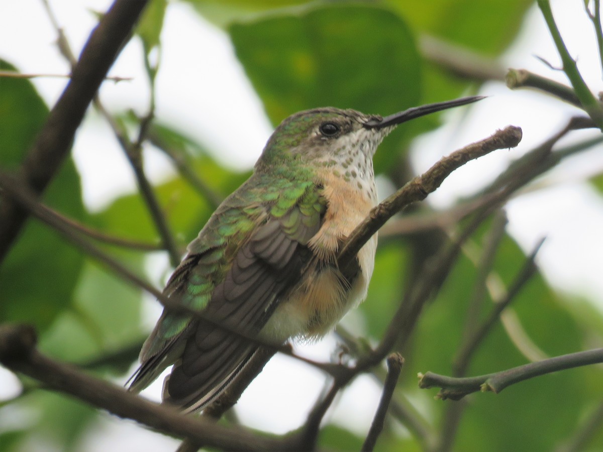 Calliope Hummingbird - David Muth
