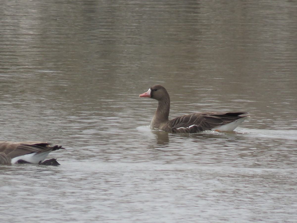 Greater White-fronted Goose - ML146105011